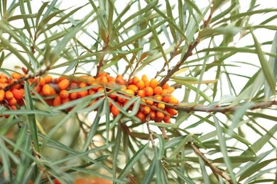 Photo of Sea buckthorn branch with ripe berries against light background, closeup