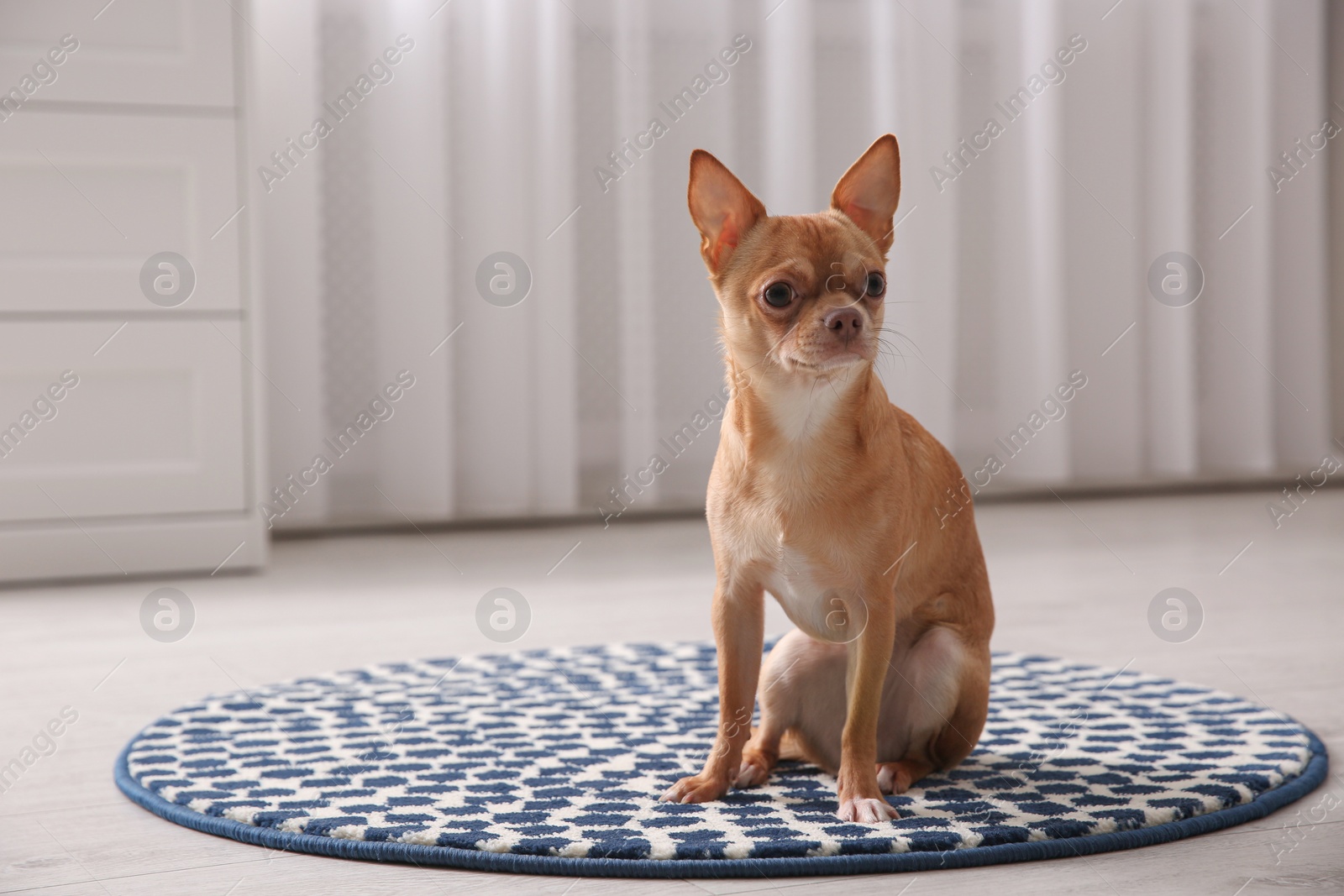 Photo of Cute Chihuahua dog sitting on warm floor indoors, space for text. Heating system