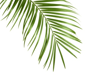 Photo of Tropical sago palm tree leaves isolated on white