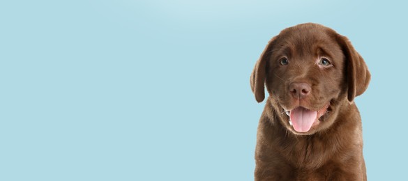 Image of Happy dog. Cute chocolate Labrador Retriever puppy smiling on pale light blue background, space for text. Banner design
