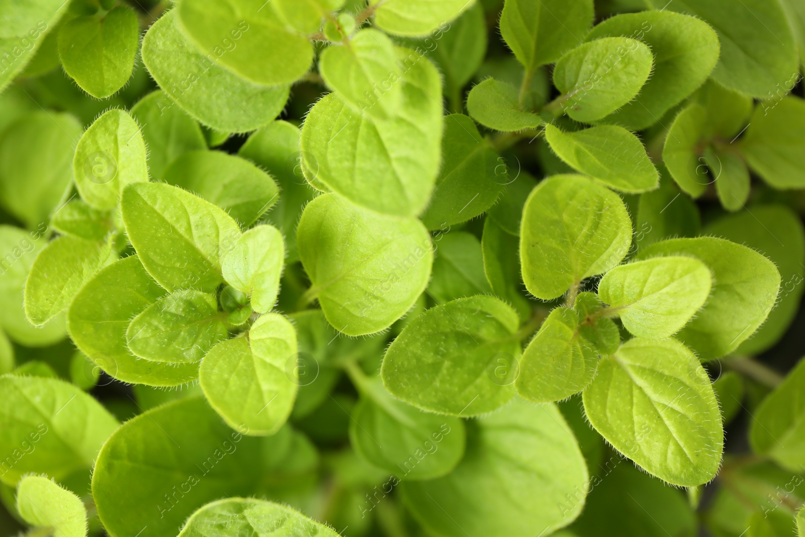 Photo of Aromatic potted oregano as background, top view