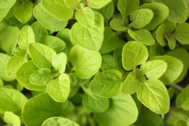 Aromatic potted oregano as background, top view