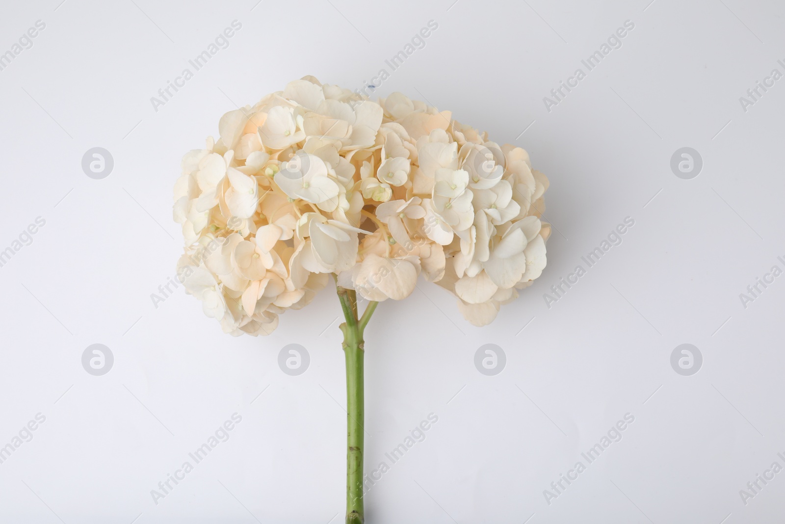 Photo of Beautiful pastel orange hydrangea flower on white background, top view