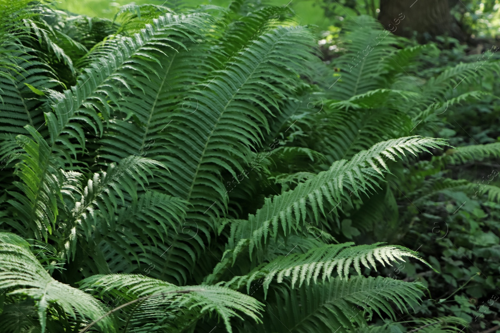 Photo of Beautiful fern with lush green leaves growing outdoors