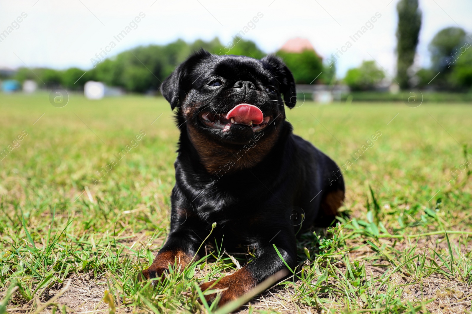 Photo of Cute funny black Petit Brabancon on green grass at dog show