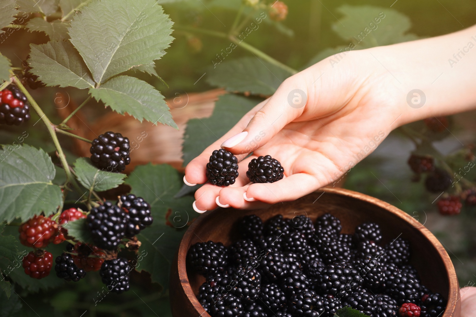 Photo of Woman gathering ripe blackberries into wooden bowl in garden, closeup