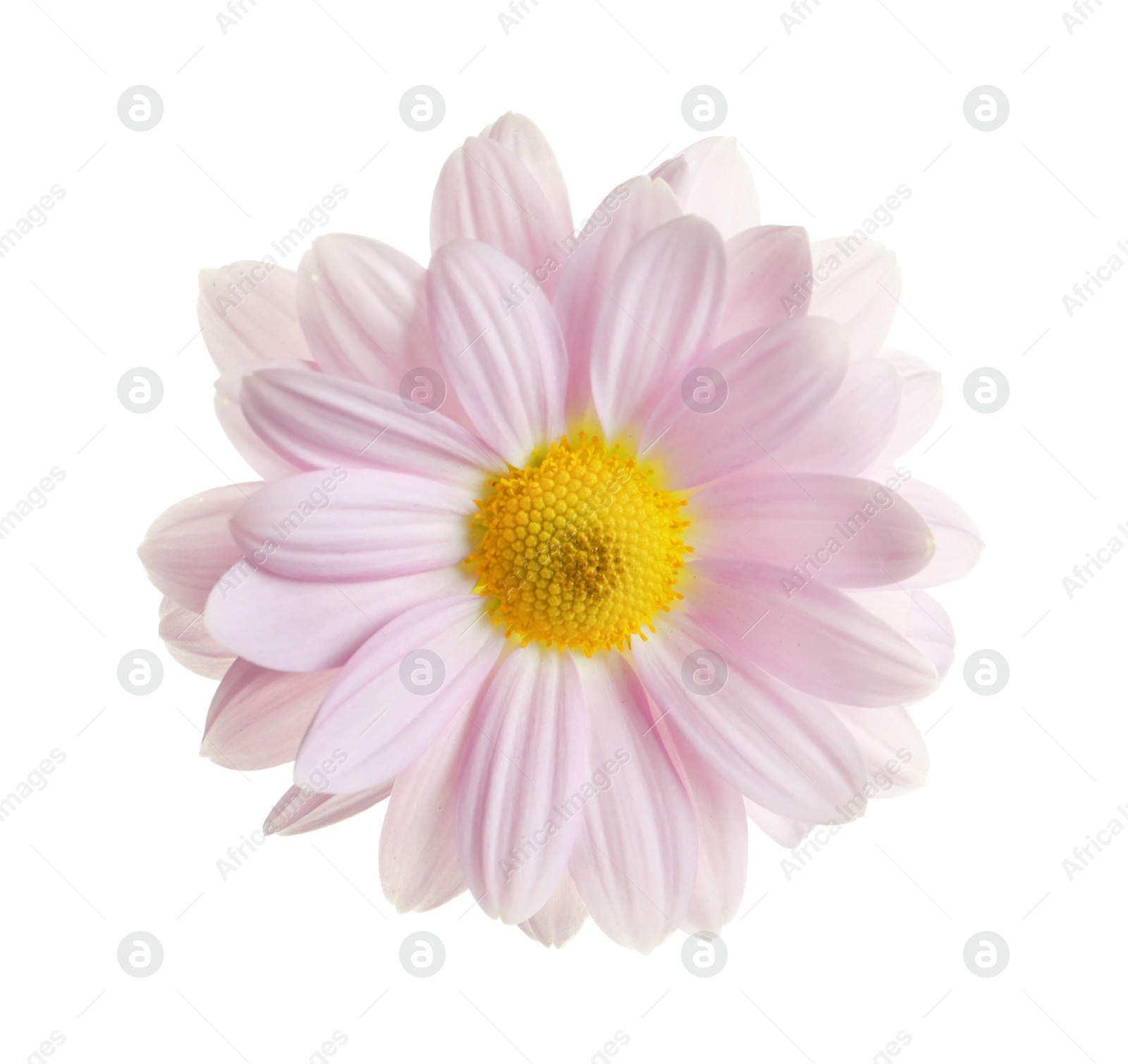 Photo of Beautiful and delicate chamomile flower on white background