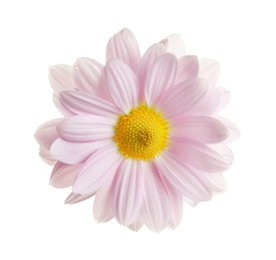 Beautiful and delicate chamomile flower on white background