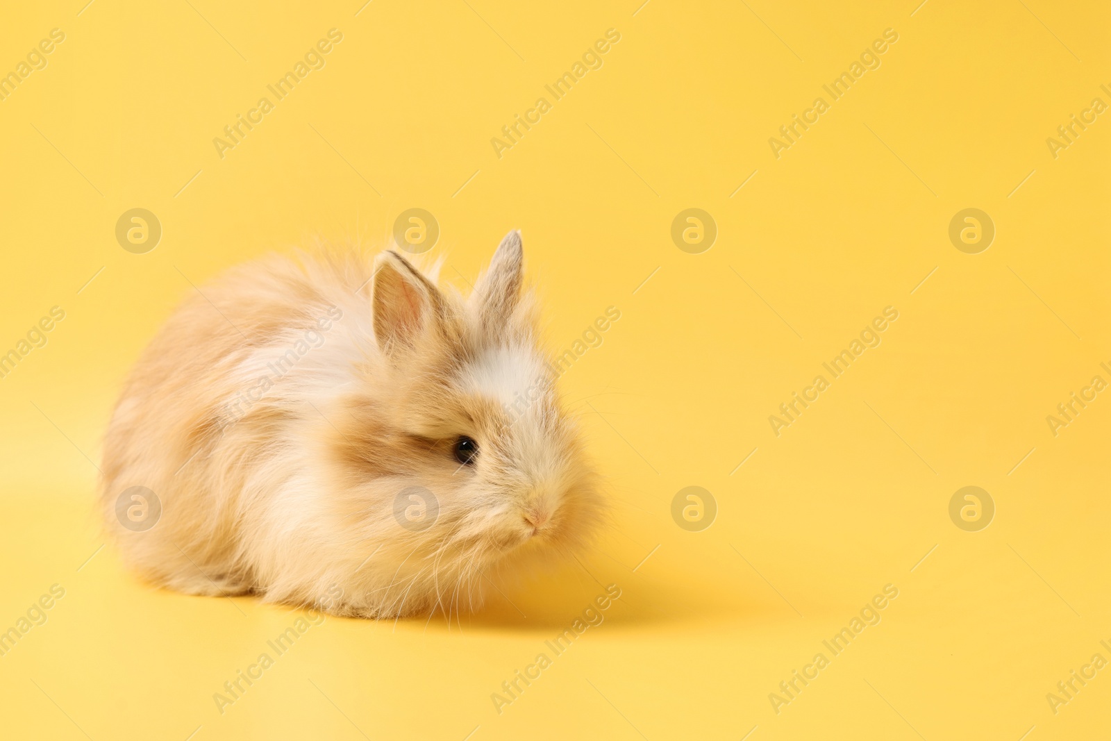 Photo of Cute little rabbit on yellow background. Space for text