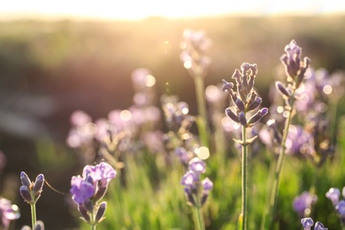 Image of Beautiful sunlit lavender flowers outdoors, closeup view
