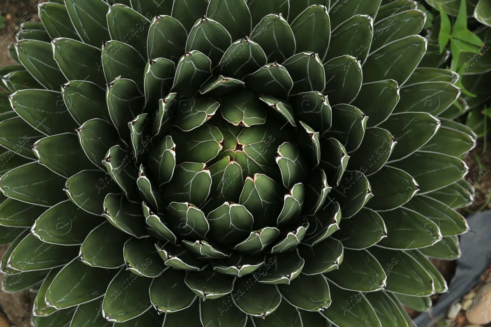 Photo of Beautiful green agave growing outdoors, top view. Succulent plant