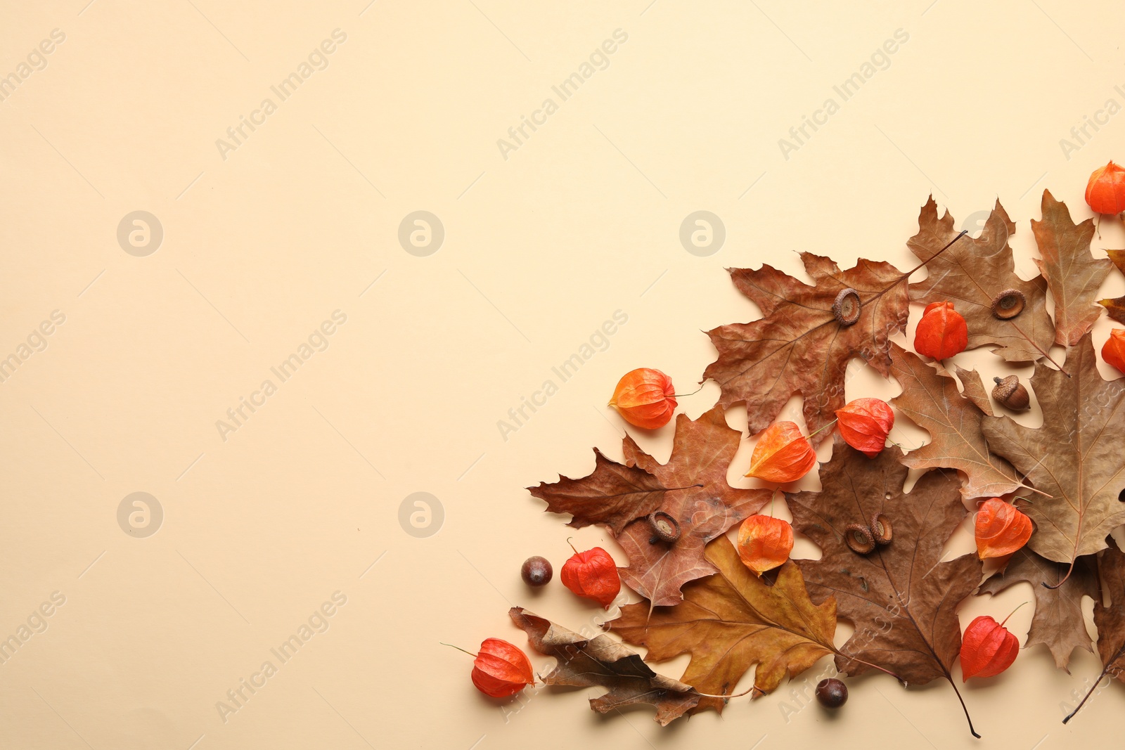 Photo of Dry autumn leaves, physalises and acorns on beige background, flat lay. Space for text