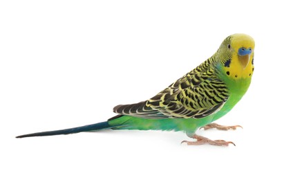 Photo of Beautiful parrot isolated on white. Exotic pet