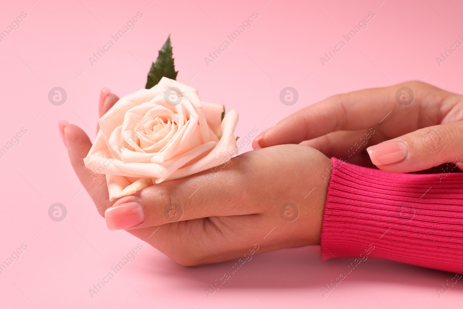 Photo of Woman holding beautiful rose on pink background, closeup