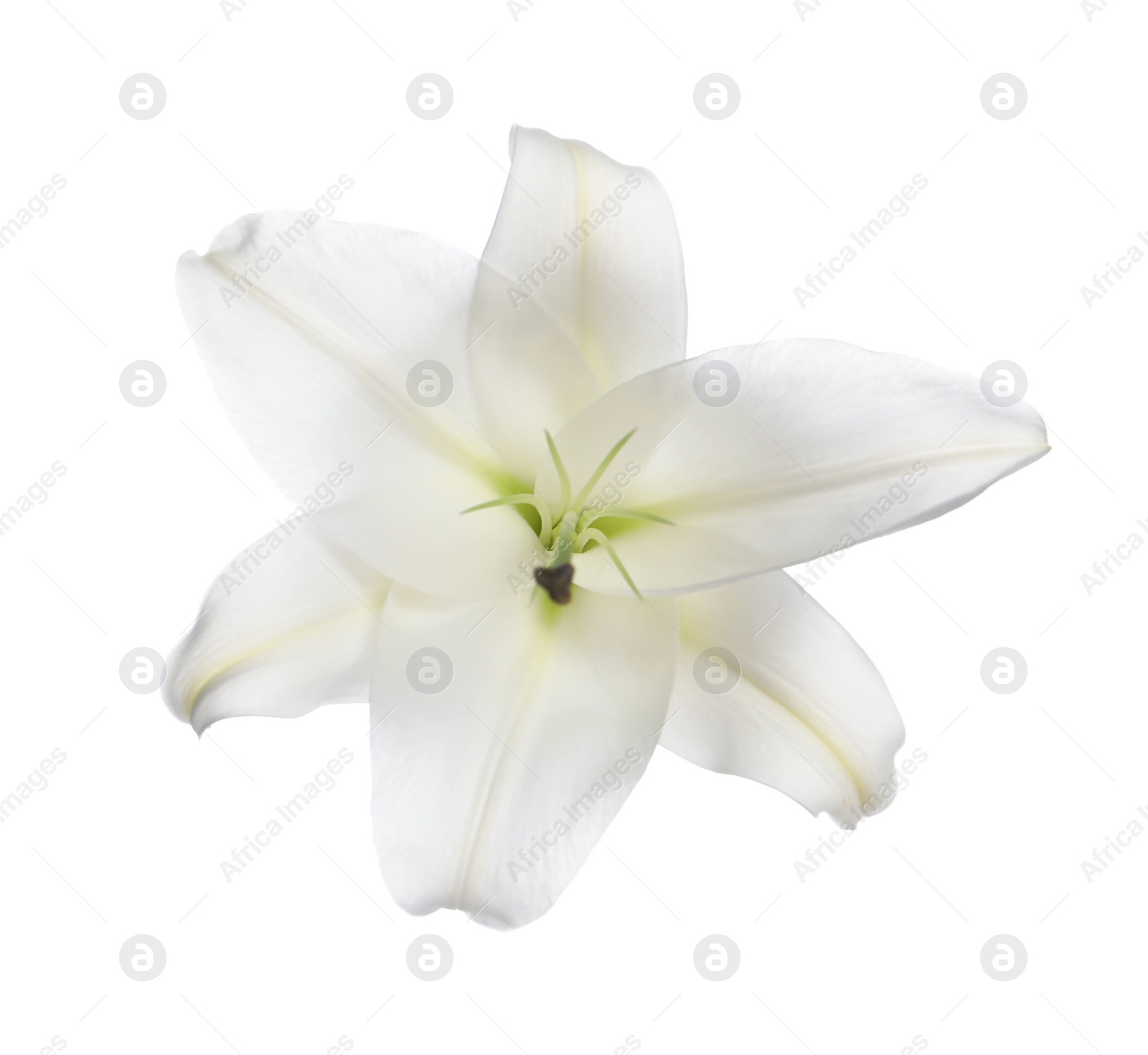 Photo of Beautiful fresh lily flower isolated on white