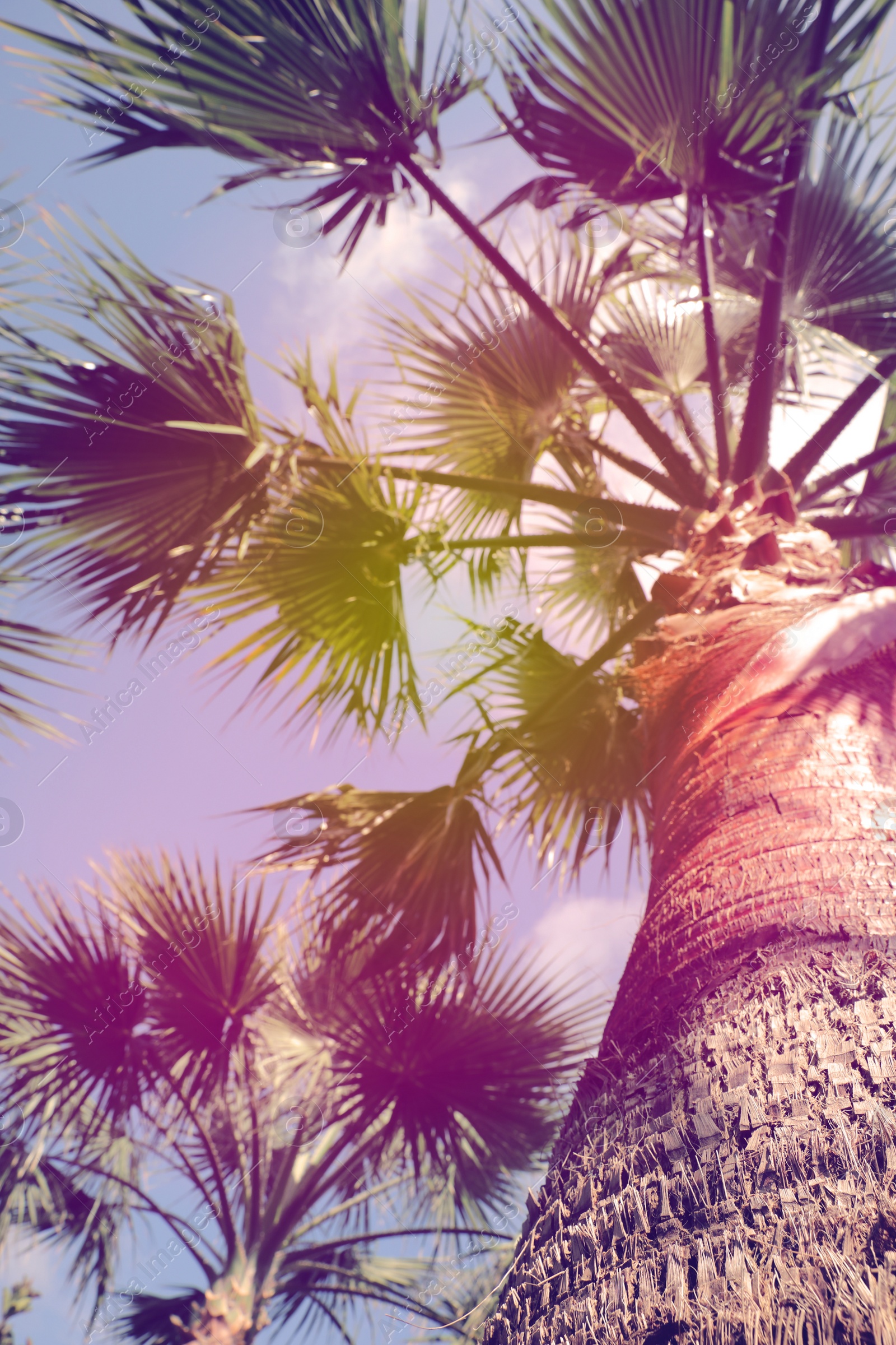 Image of Beautiful palm tree outdoors on sunny summer day, low angle view. Stylized color toning