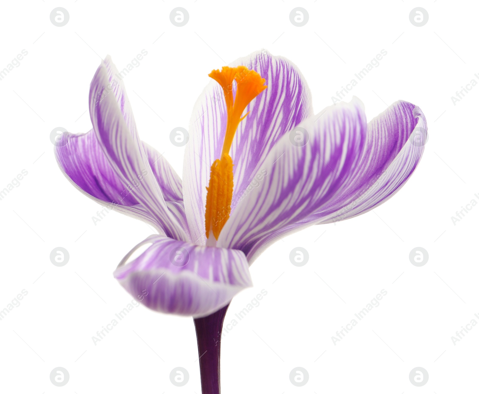 Photo of Beautiful spring crocus flower isolated on white