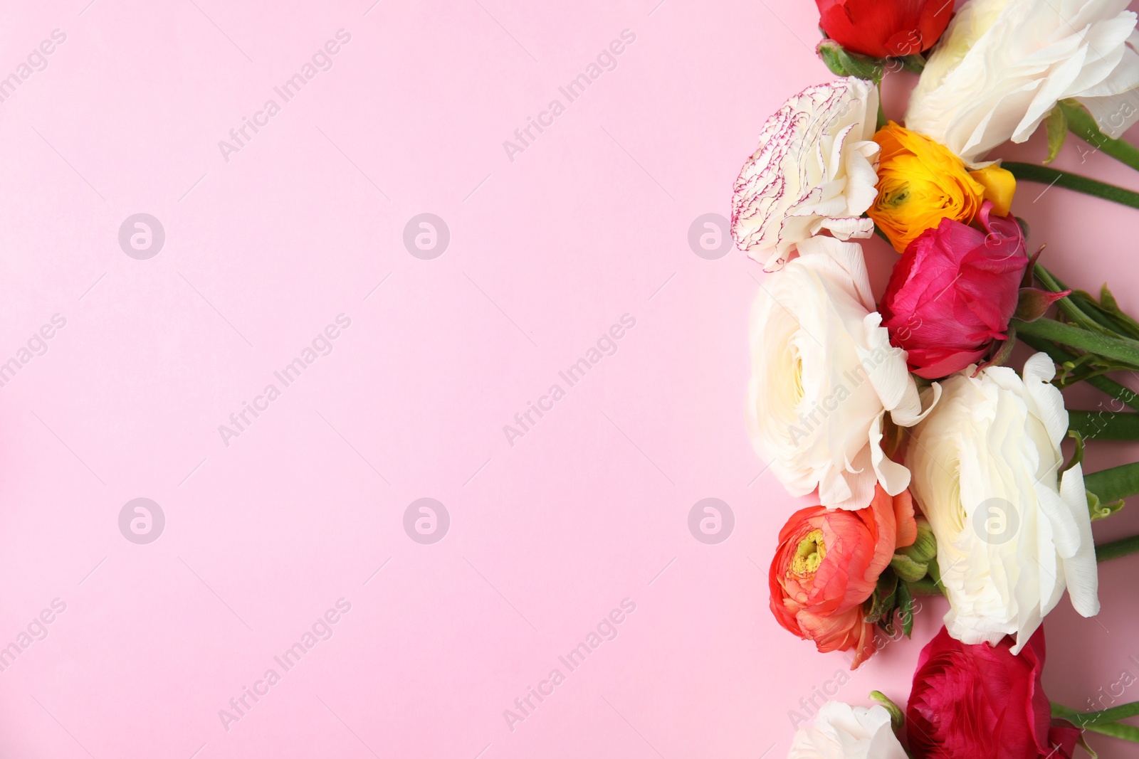 Photo of Beautiful ranunculus flowers on color background, top view. Space for text