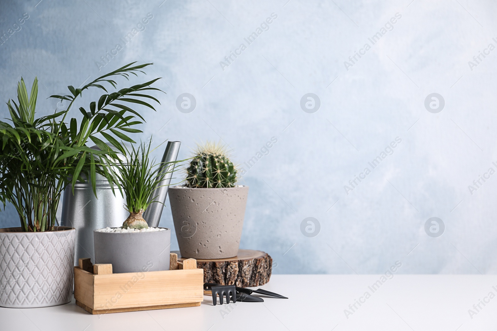 Photo of Beautiful Nolina, Cactus, Chamaedorea in pots with gardening tools on white table, space for text. Different house plants