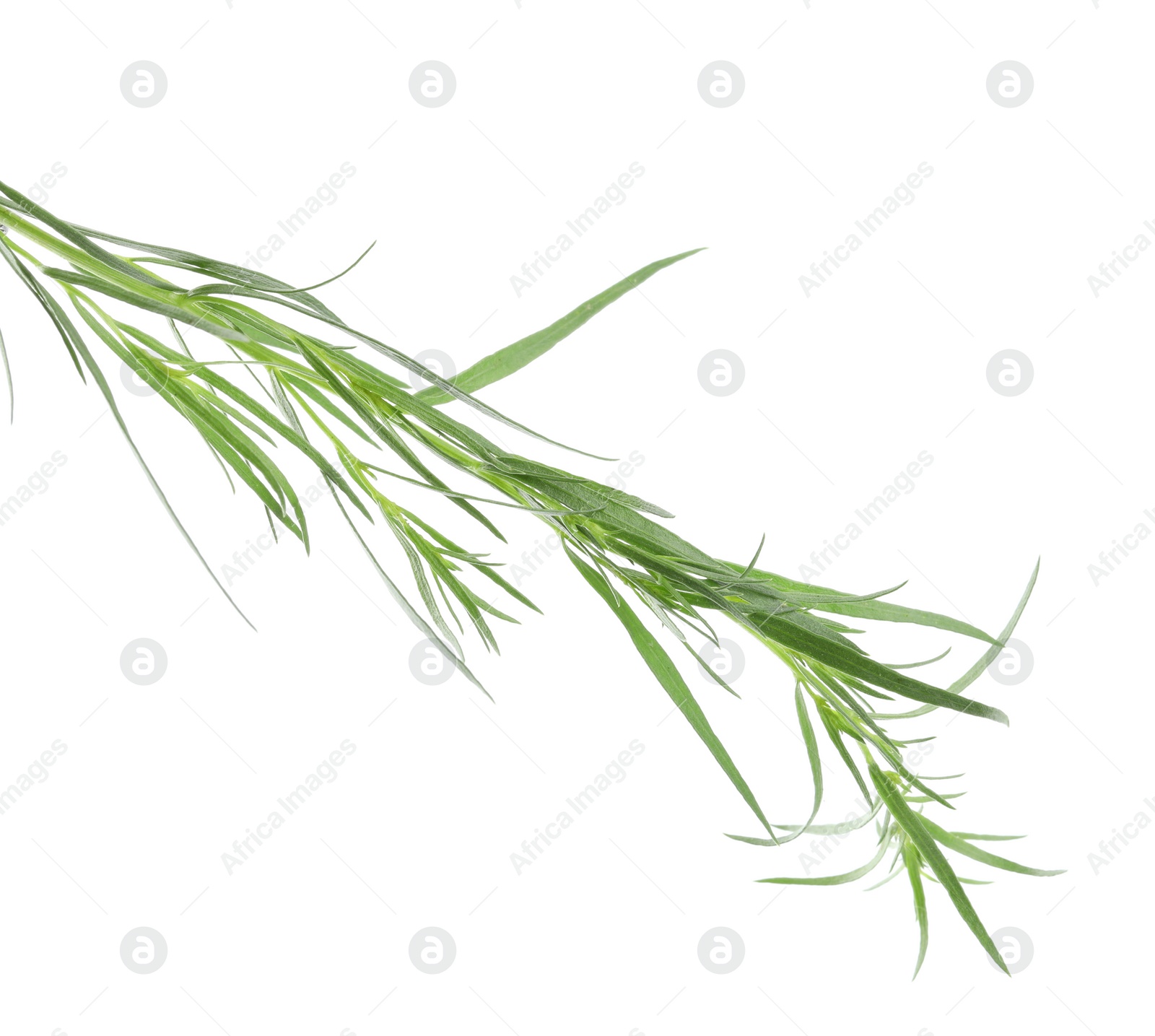 Photo of One sprig of fresh tarragon on white background