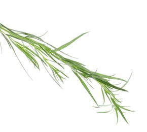 Photo of One sprig of fresh tarragon on white background