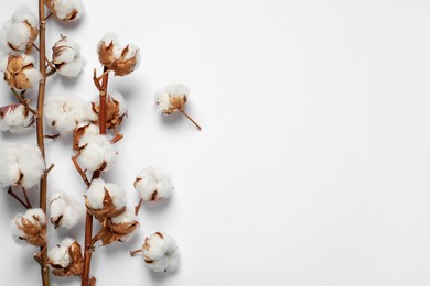 Dry cotton branches with fluffy flowers on white background, flat lay. Space for text