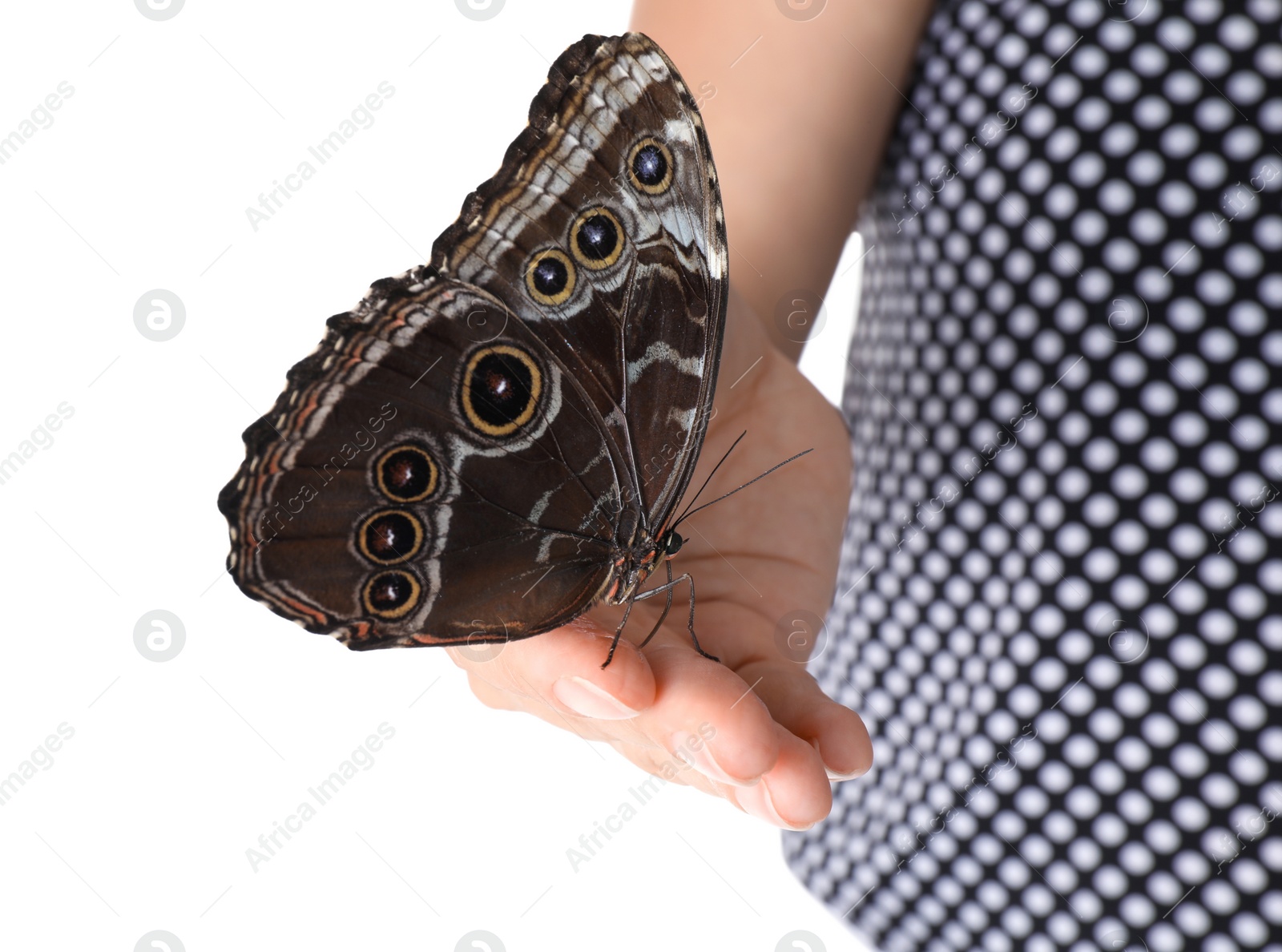 Photo of Woman holding beautiful common morpho butterfly on white background, closeup