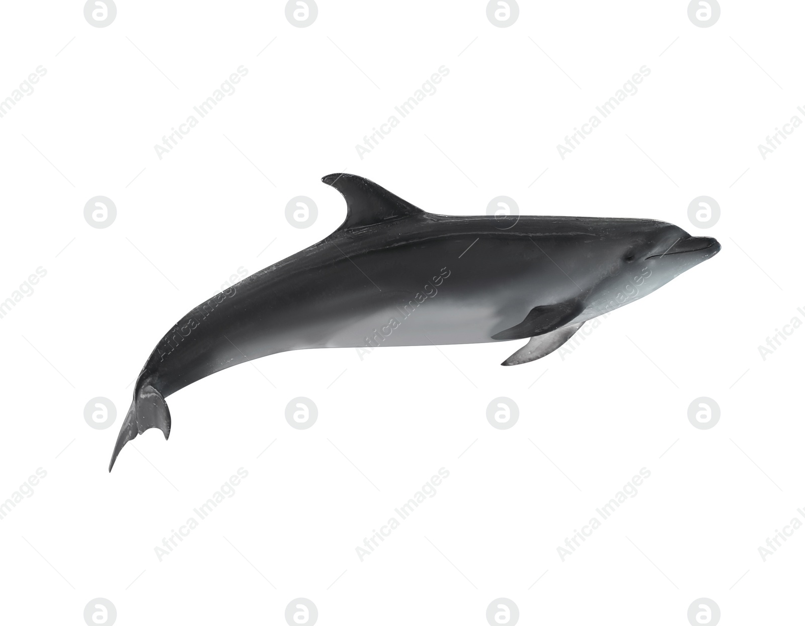 Image of Beautiful grey bottlenose dolphin on white background