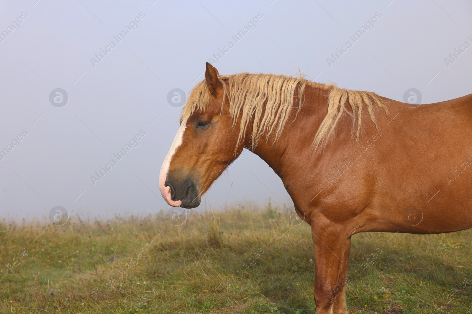 Photo of Horse grazing on pasture in misty morning. Lovely domesticated pet