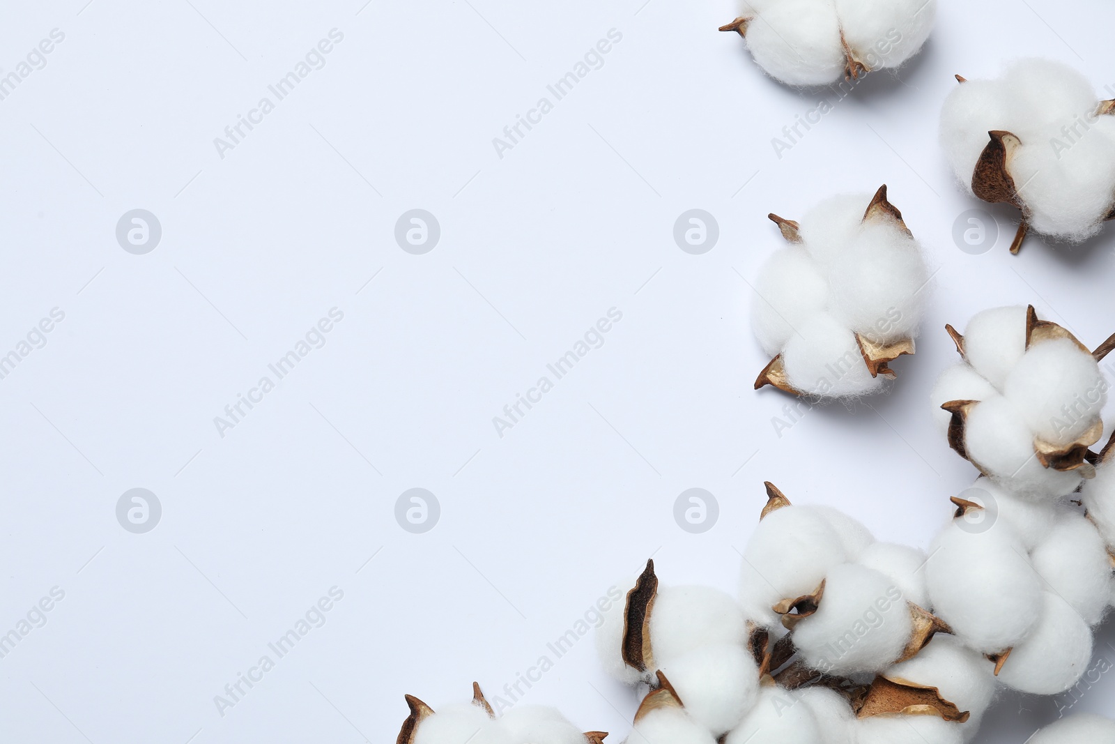 Photo of Beautiful cotton flowers on white background, top view. Space for text