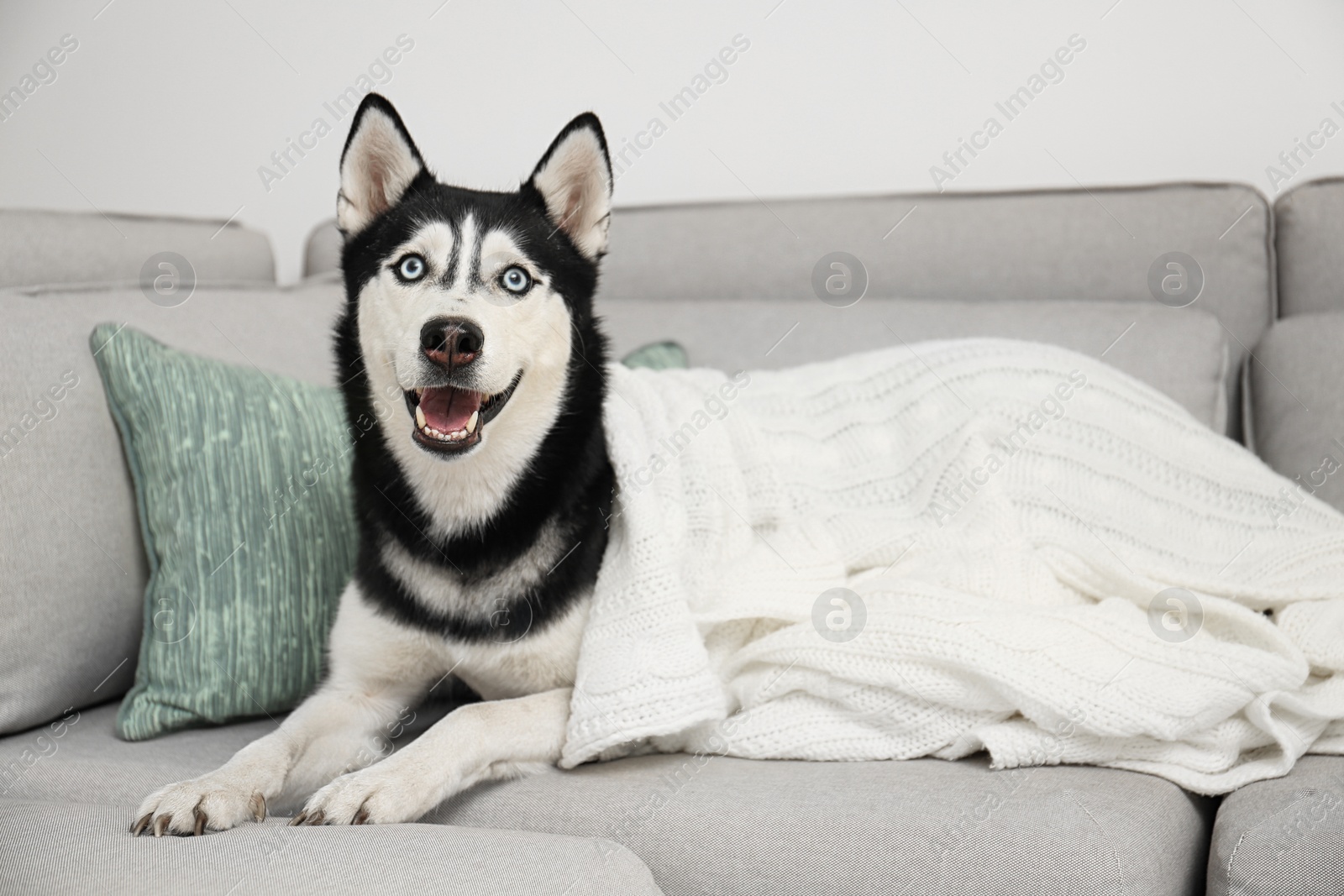 Photo of Cute Siberian Husky dog on sofa at home