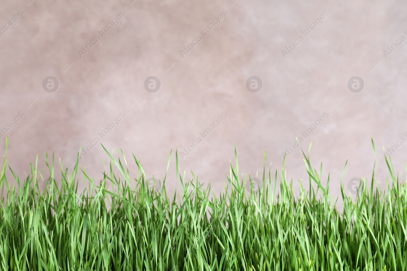 Photo of Fresh green grass near brown fence. Space for text