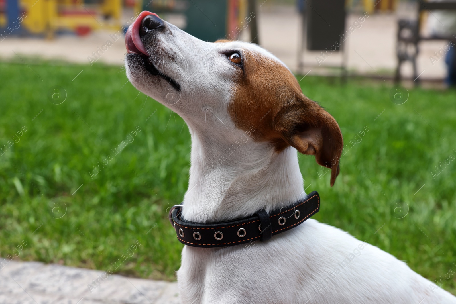 Photo of Beautiful Jack Russell Terrier in black leather dog collar outdoors