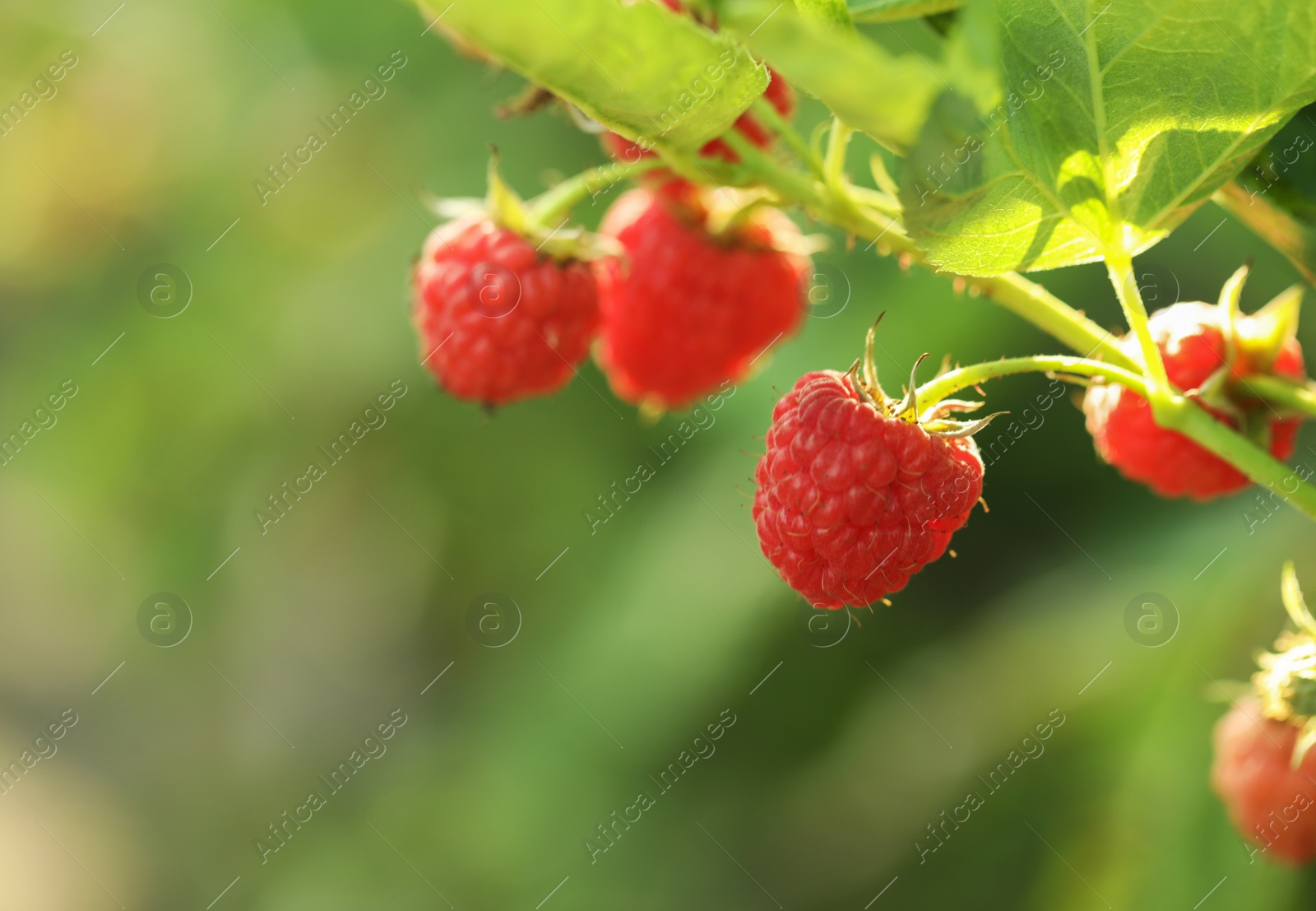 Photo of Raspberry bush with tasty ripe berries in garden, closeup