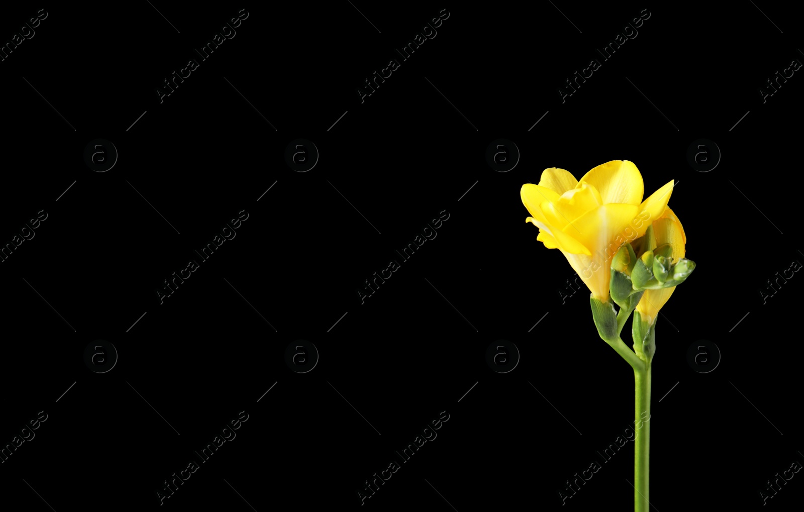 Photo of Beautiful freesia with fragrant flowers on black background. Space for text