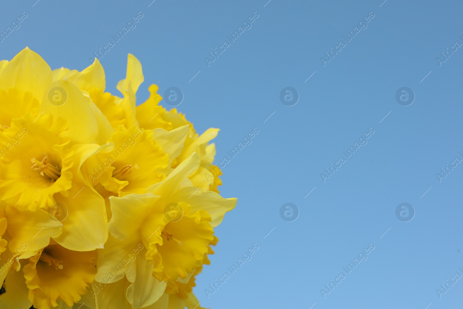 Photo of Beautiful daffodils on blue background, space for text. Fresh spring flowers