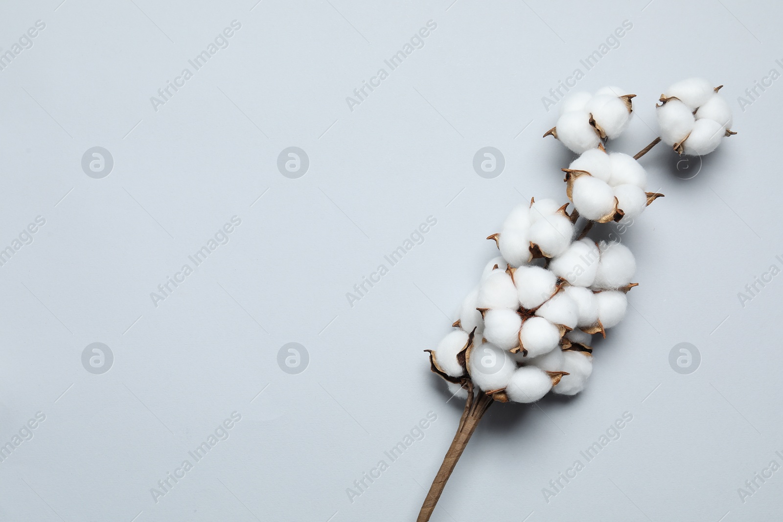 Photo of Beautiful cotton branch with fluffy flowers on light grey background, top view. Space for text