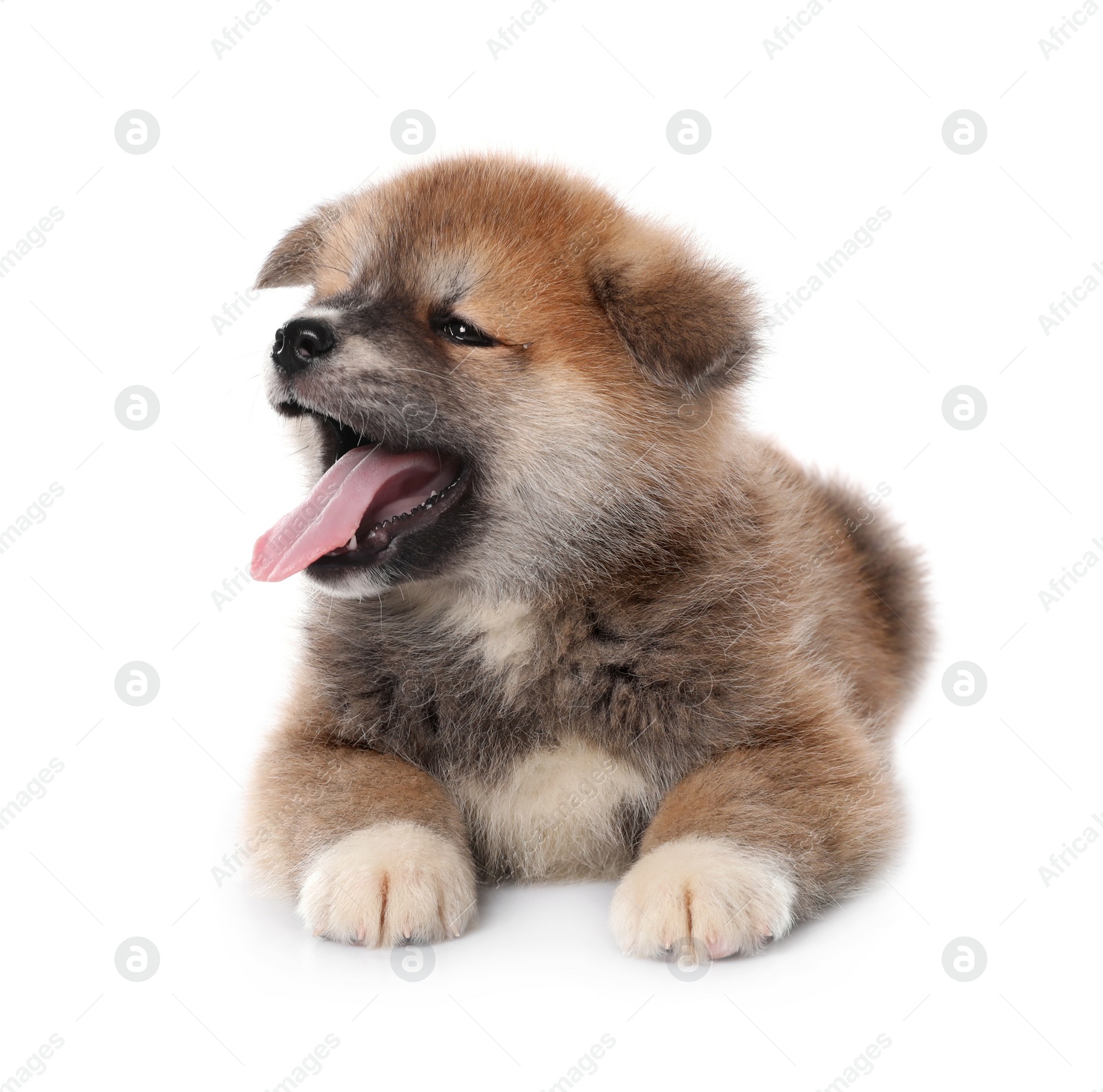 Photo of Adorable Akita Inu puppy on white background