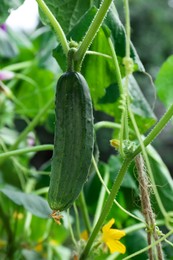 Photo of Cucumber growing on bush in garden, closeup