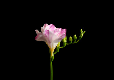 Beautiful tender freesia flower on black background