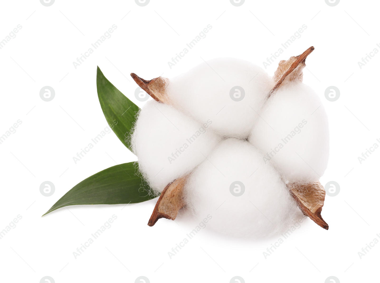 Photo of Beautiful fluffy cotton flower isolated on white