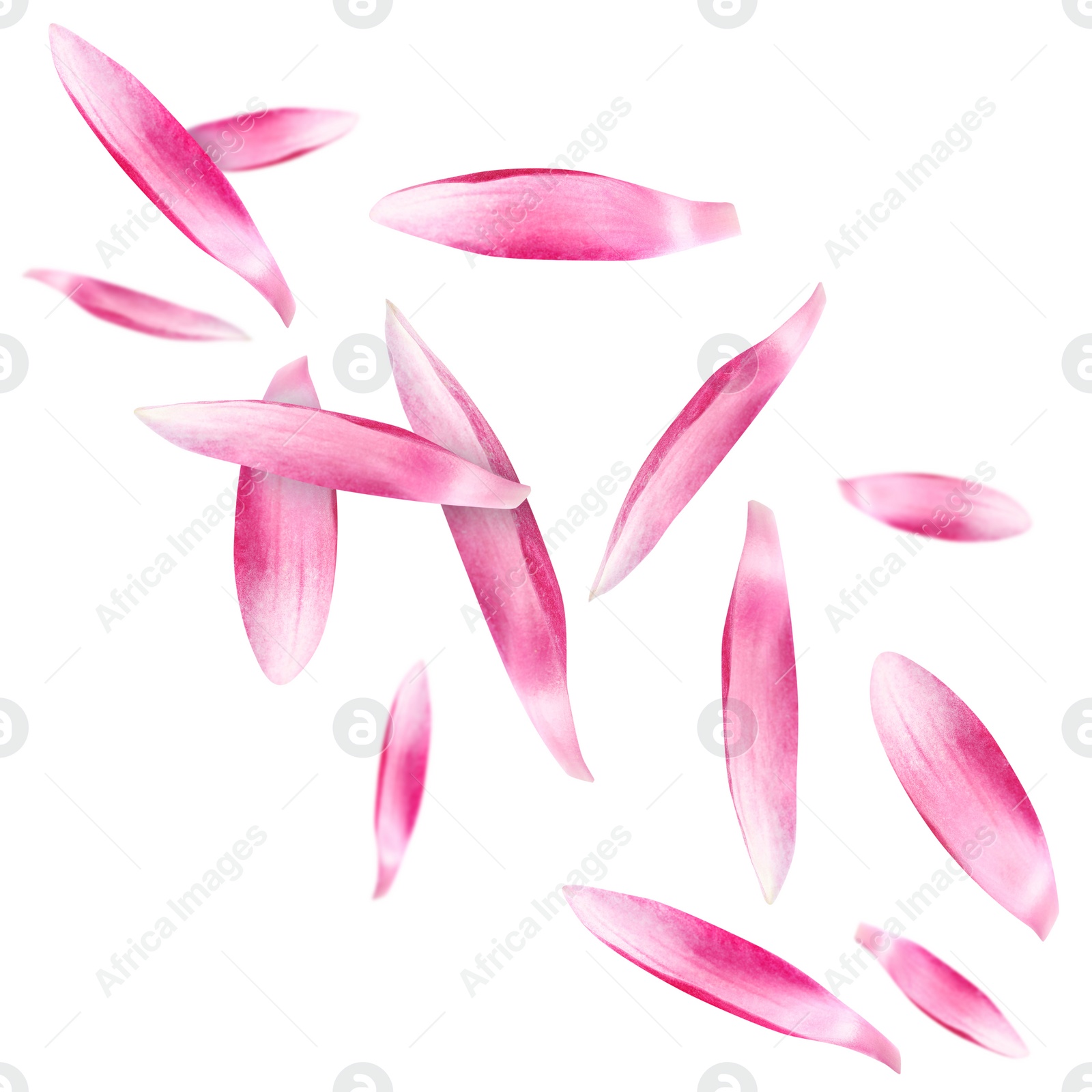 Image of Pink lotus flower petals falling on white background