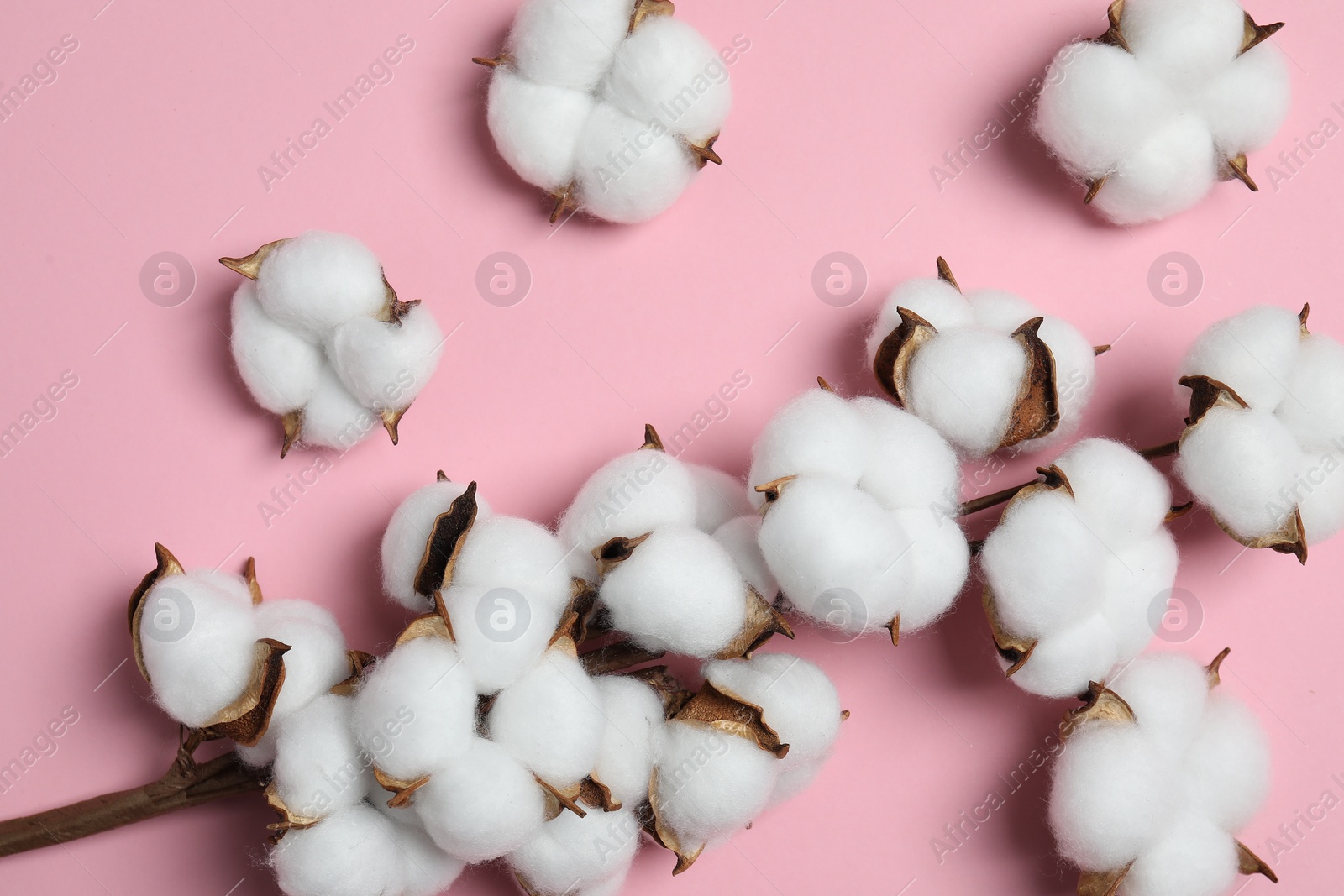 Photo of Branch with cotton flowers on pink background, top view