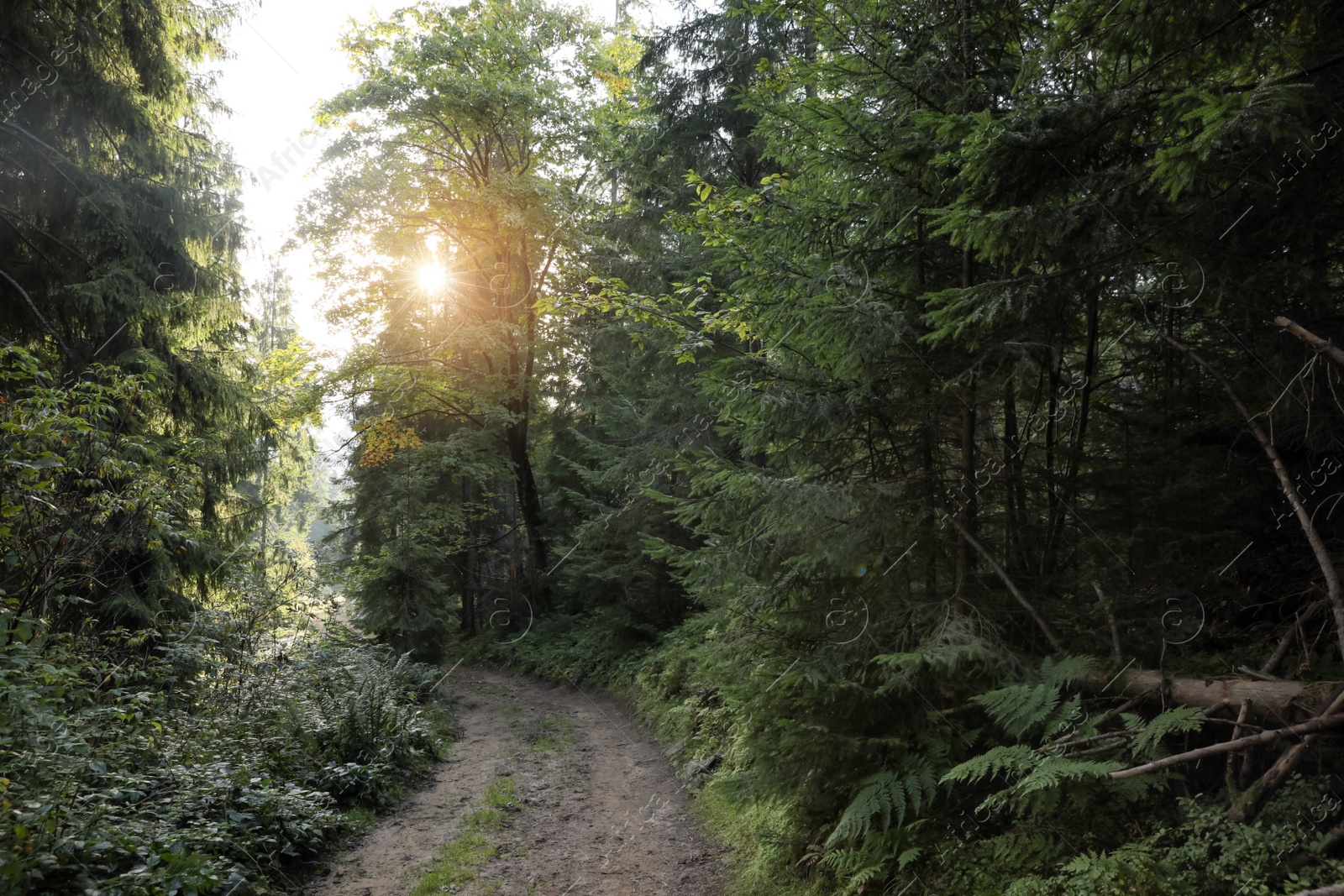 Photo of Picturesque view of beautiful forest with path