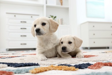 Photo of Cute little puppies lying on carpet at home