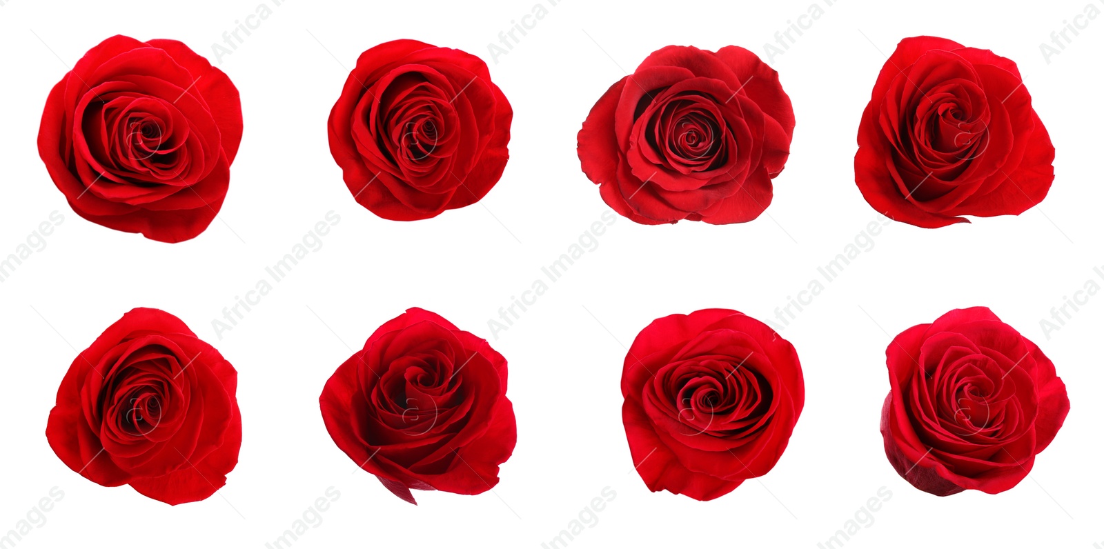 Image of Set of beautiful red roses on white background. Banner design 