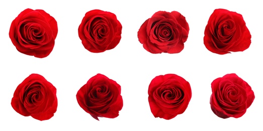 Image of Set of beautiful red roses on white background. Banner design 