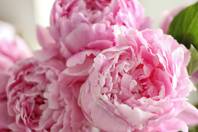 Closeup view of beautiful fresh pink peonies