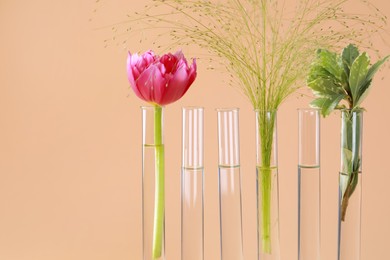 Photo of Different plants in test tubes on beige background, closeup. Space for text