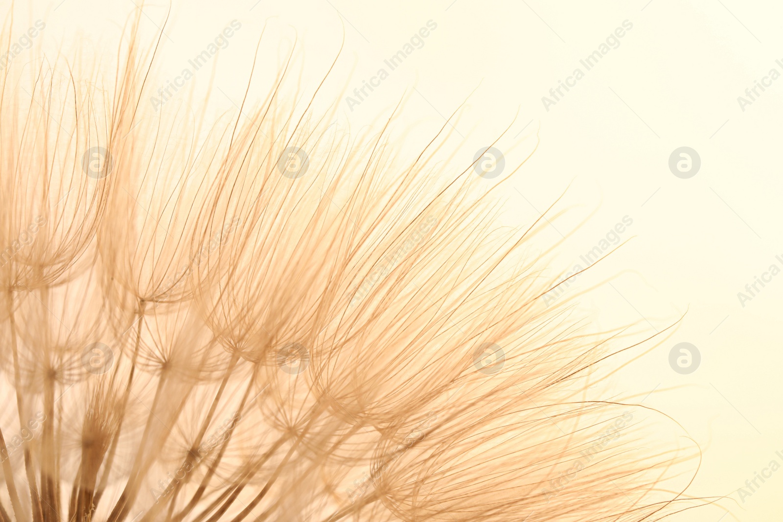 Photo of Beautiful fluffy dandelion flower on beige background, closeup